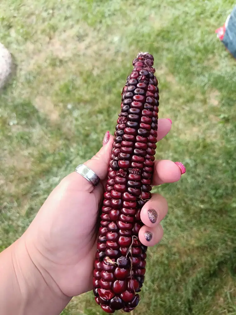 Mehlmais 'Bloody Butcher'