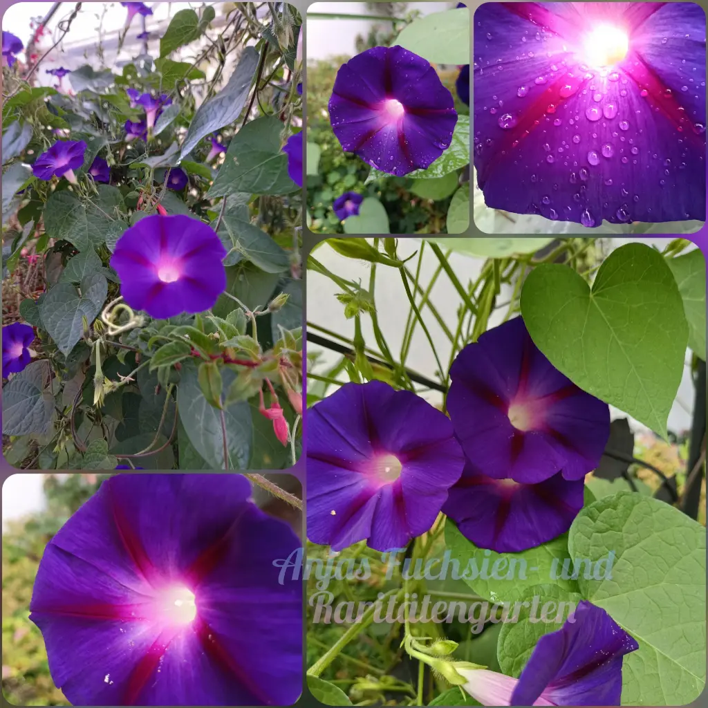 Dunkle Trichterwinde