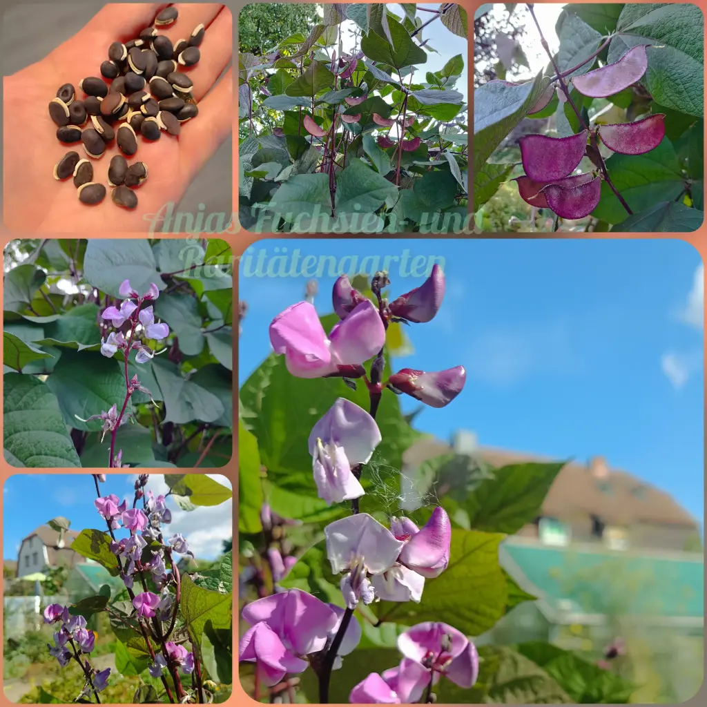 Stangenbohne Rotlaubige Helmbohne