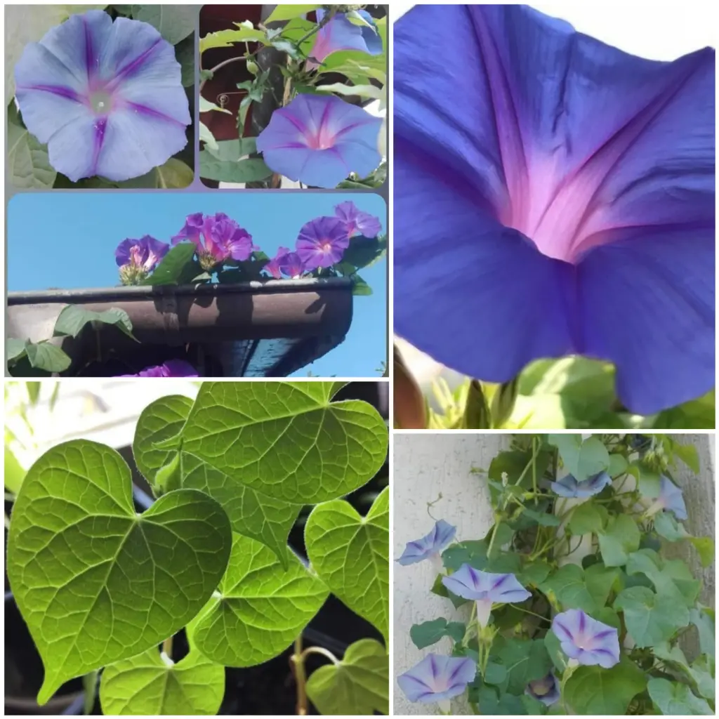 Himmelblaue Trichterwinde