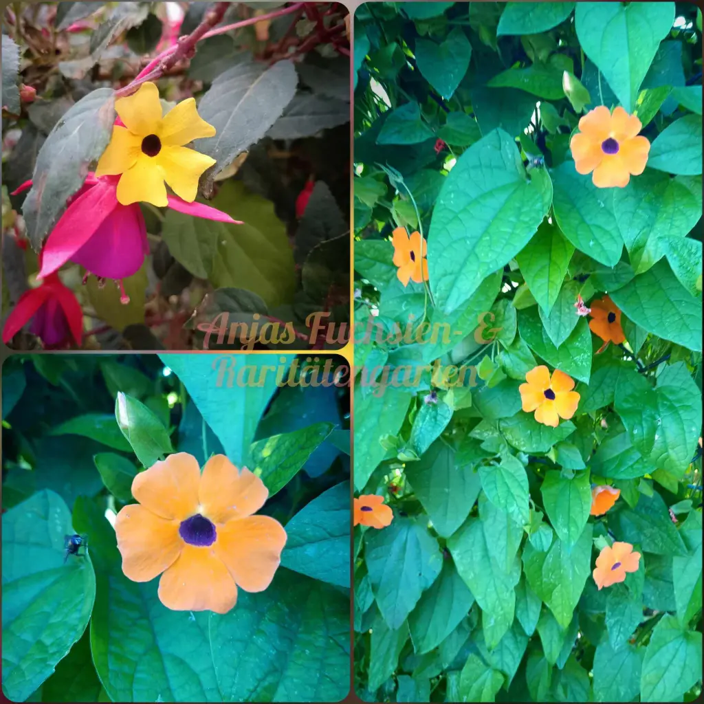 Schwarzäugige Susanne