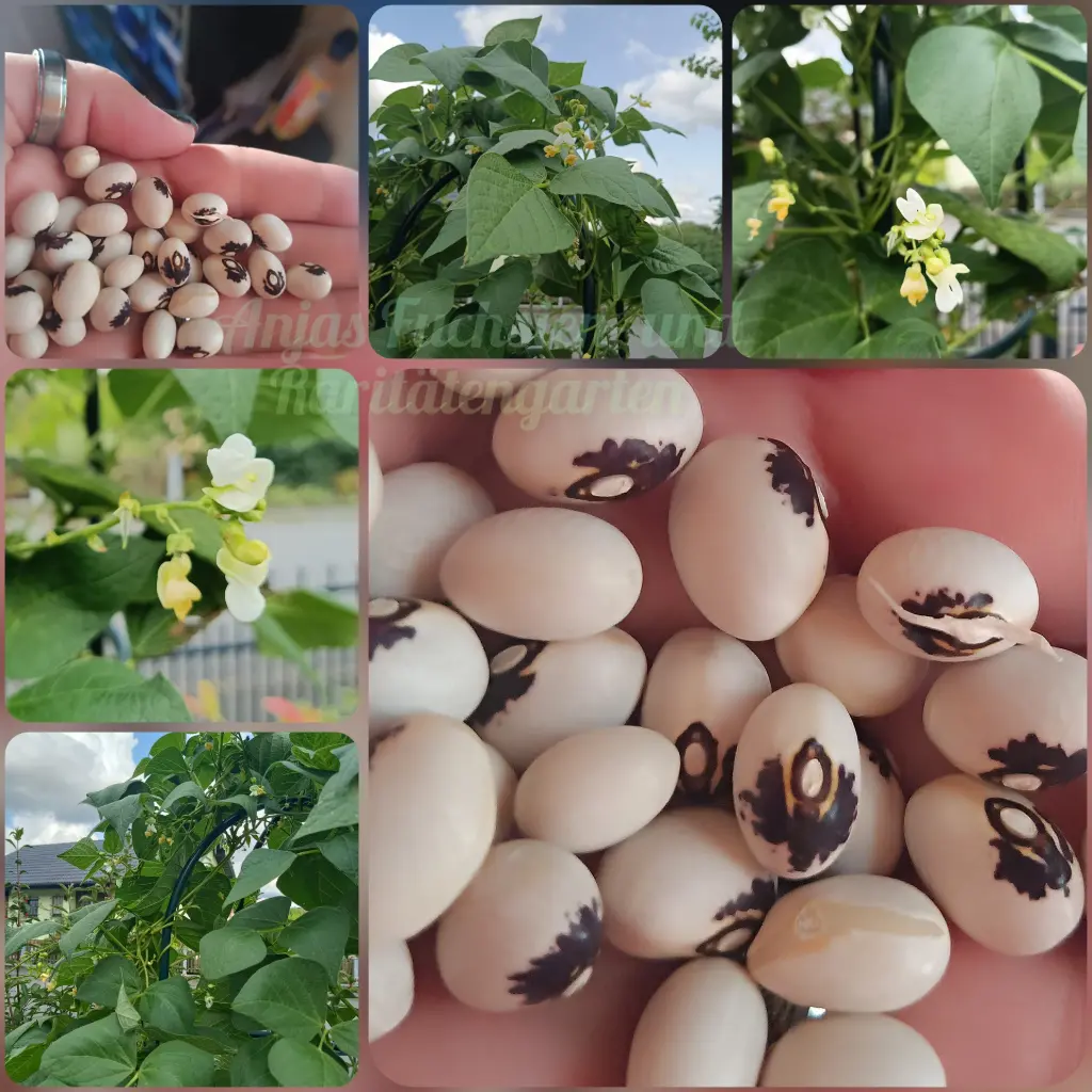 Stangenbohne 'Engelsbohne'