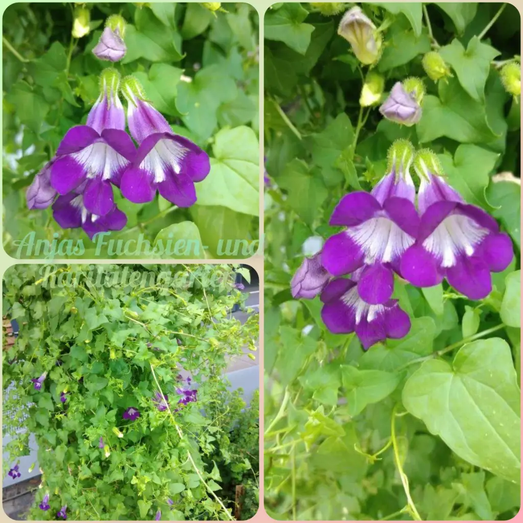 Kletterndes Löwenmaul