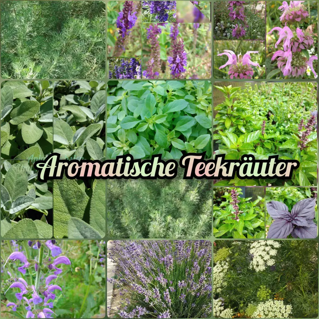 Paket 'Aromatische Teekräuter'