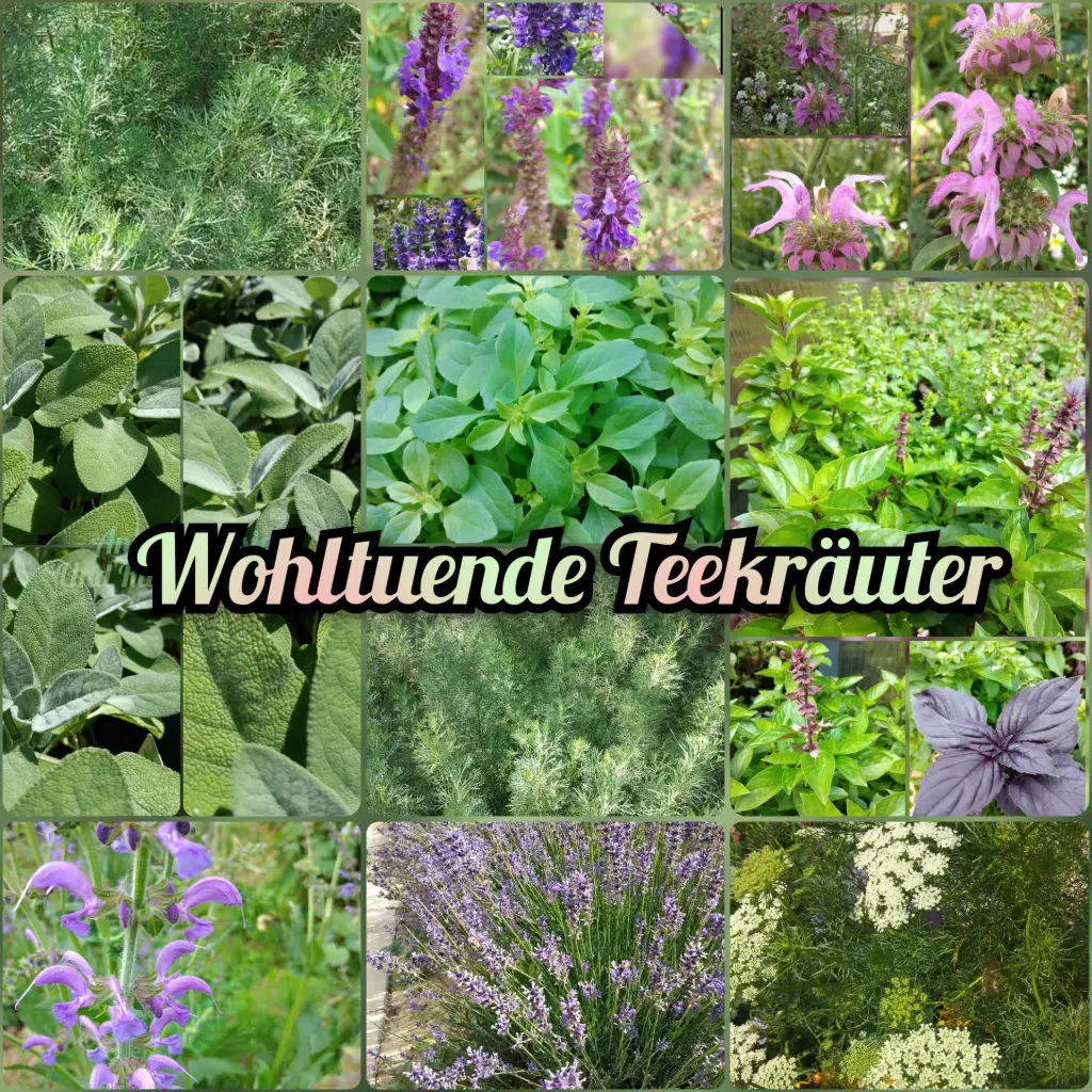 Paket 'Wohltuende Teekräuter'