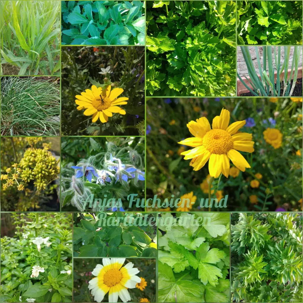 Paket 'Küchenkräuter