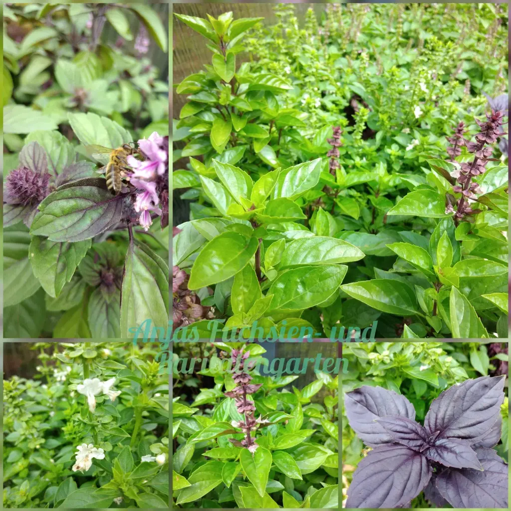 Paket 'Besondere Basilikumsorten'