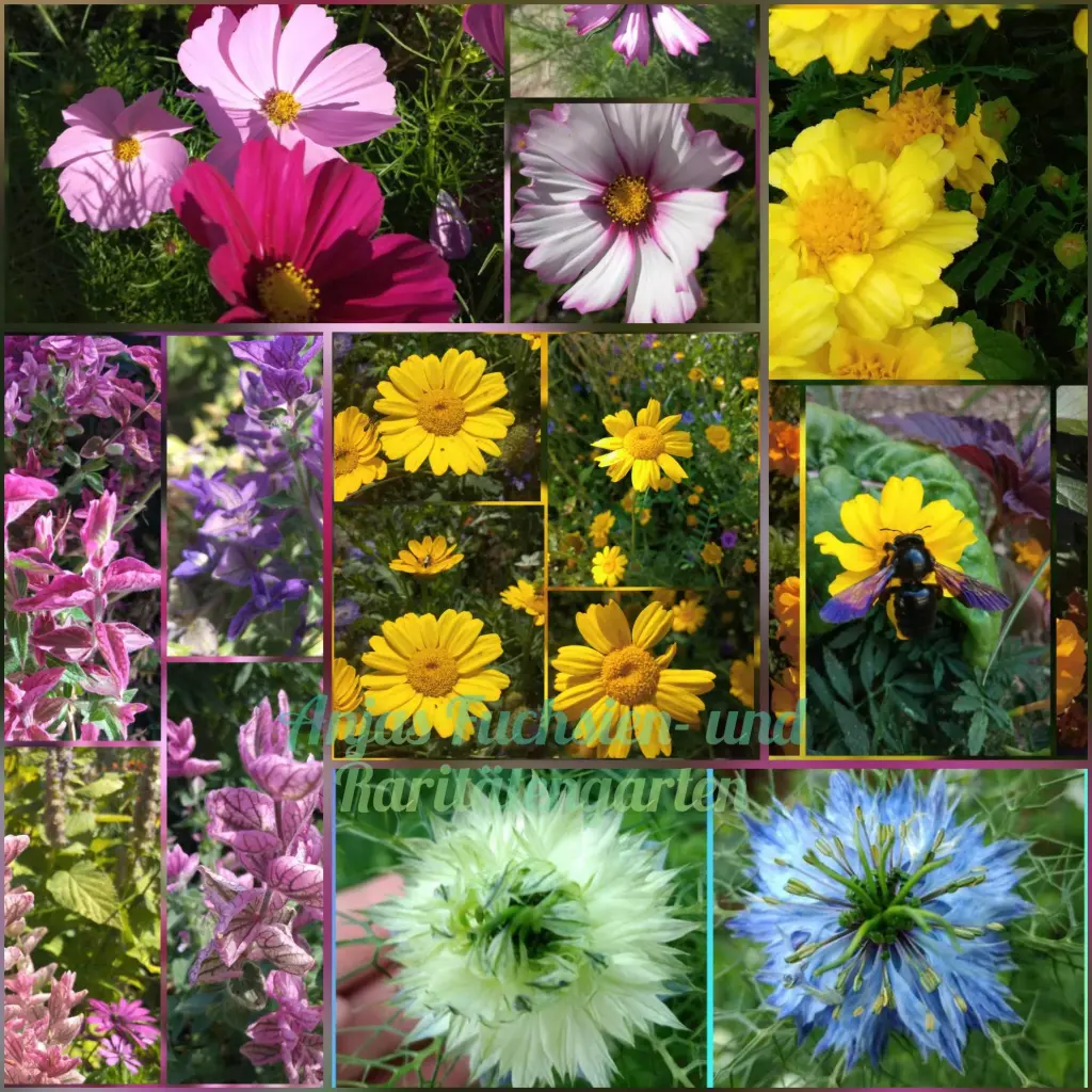 Paket 'Einjährige Blumenwiese'