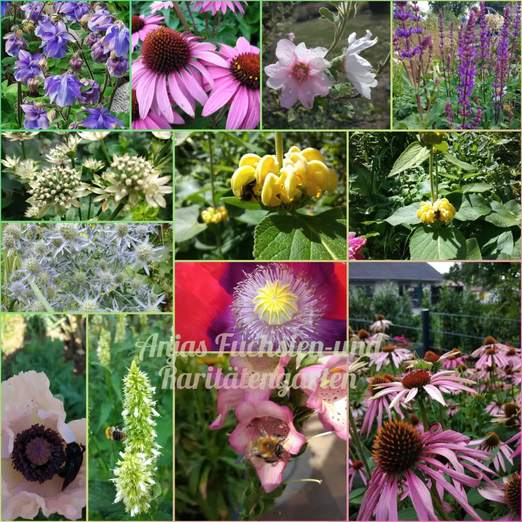 Paket 'Mehrjährige Bienen- und Schmetterlingsweide'