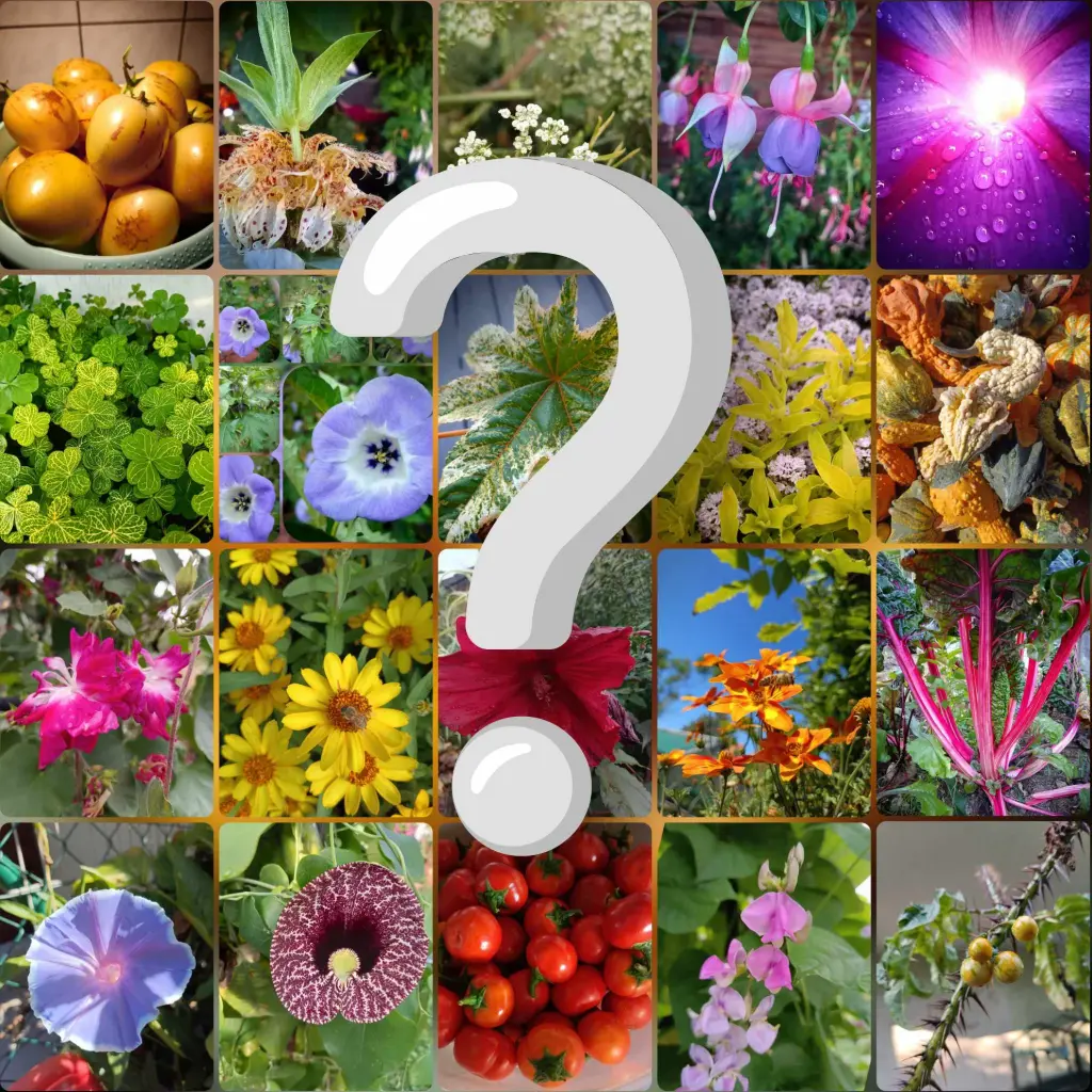 Große Mysterybox (30 verschiedene Saattütchen)