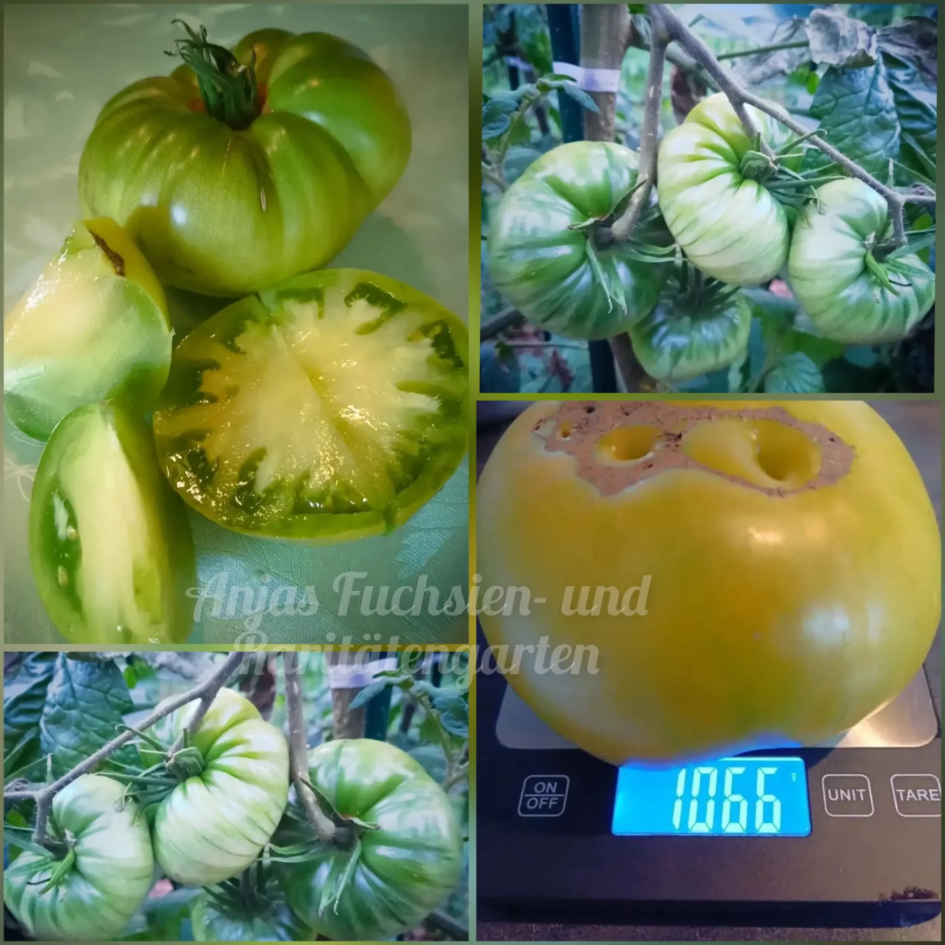 Tomate 'Absinthe'
