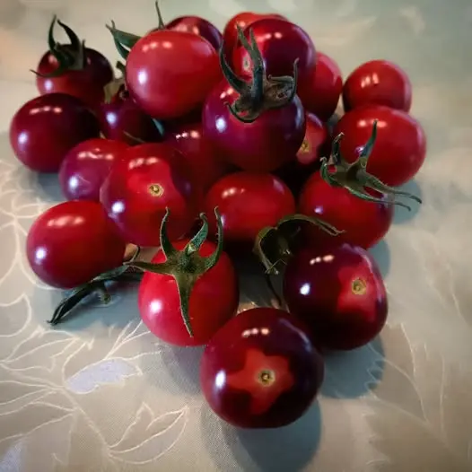 Tomate 'Anjas pinkes Sternchen'