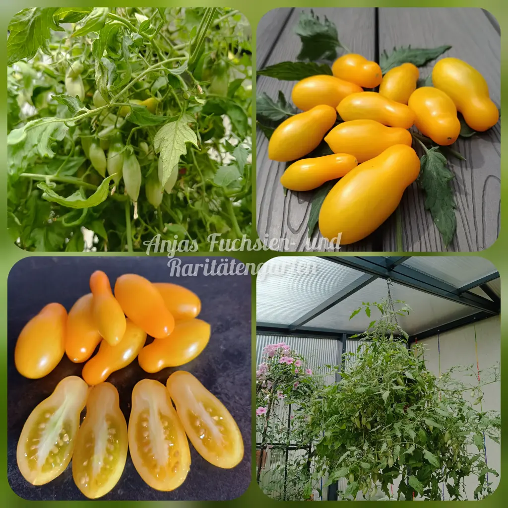 Tomate 'Borghese Vase Roman'