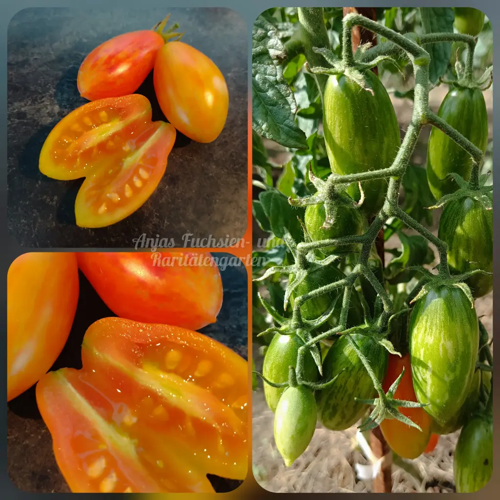 Tomate 'Honigtiger'