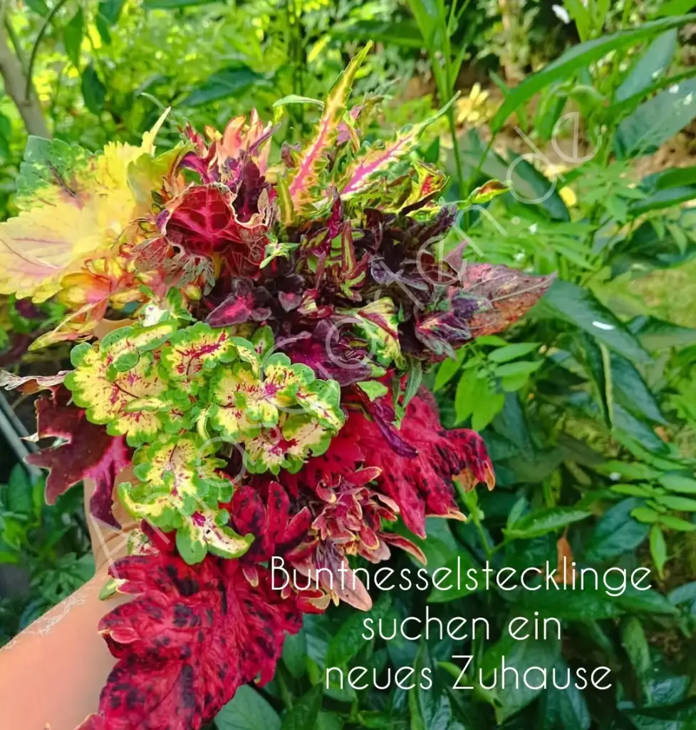 Mini Superbox (10 unbewurzelte Buntnessel-Stecklinge - Überraschungsmix)