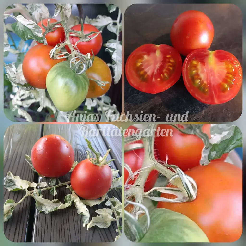 Tomate 'Nikolai Doohov'