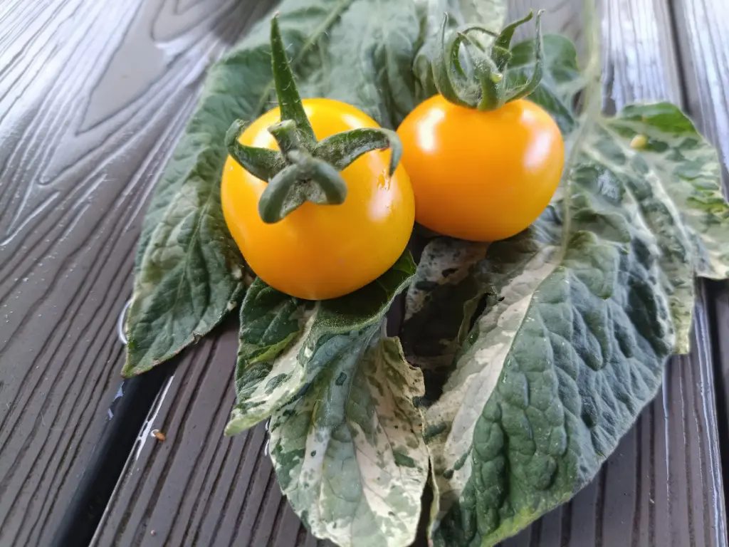 Tomate 'Potatoleaf variegata'