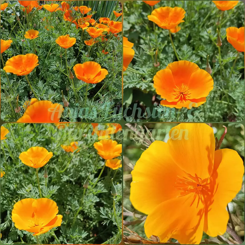 Goldmohn