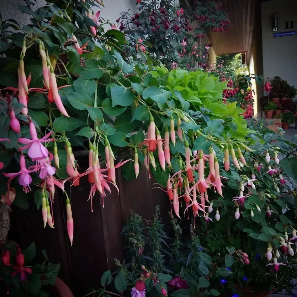 Fuchsie 'Waldis Polaris'