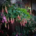 Fuchsie 'Tresco'