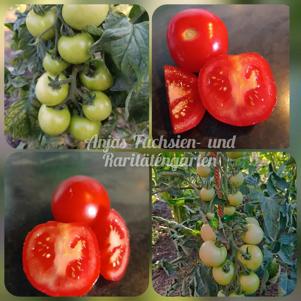 Tomate 'Moneymaker'