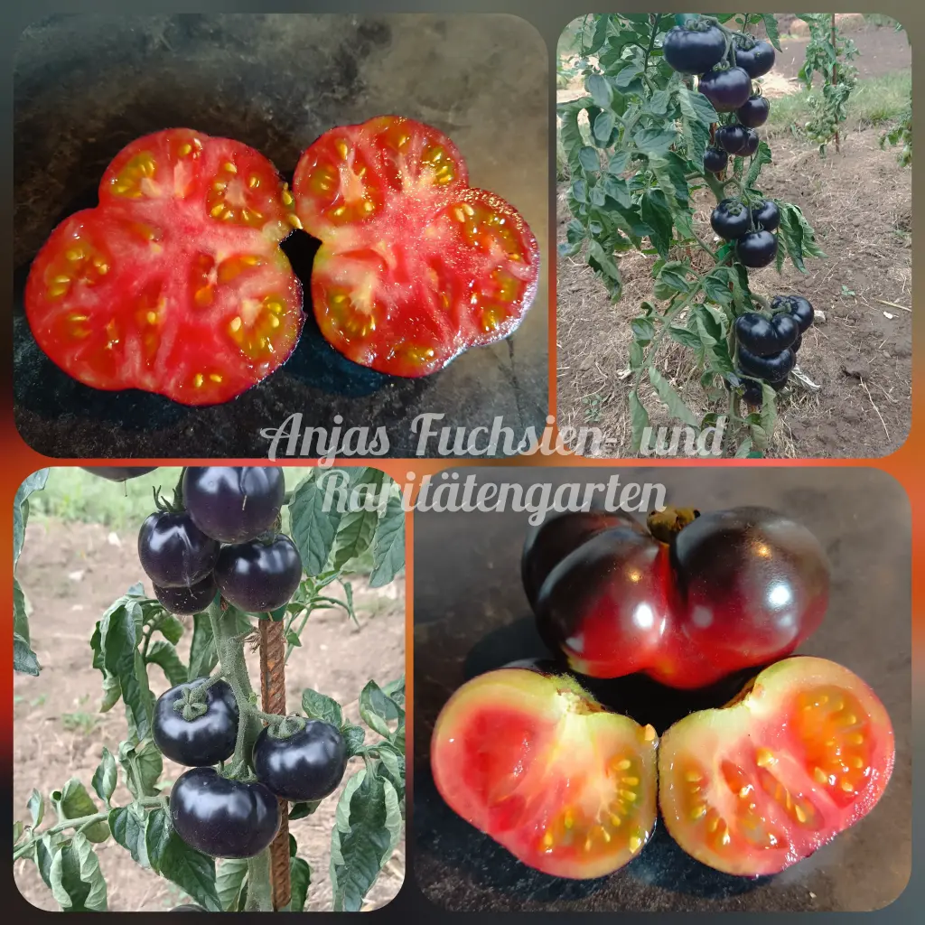 Tomate 'Beautiful Dreamer'