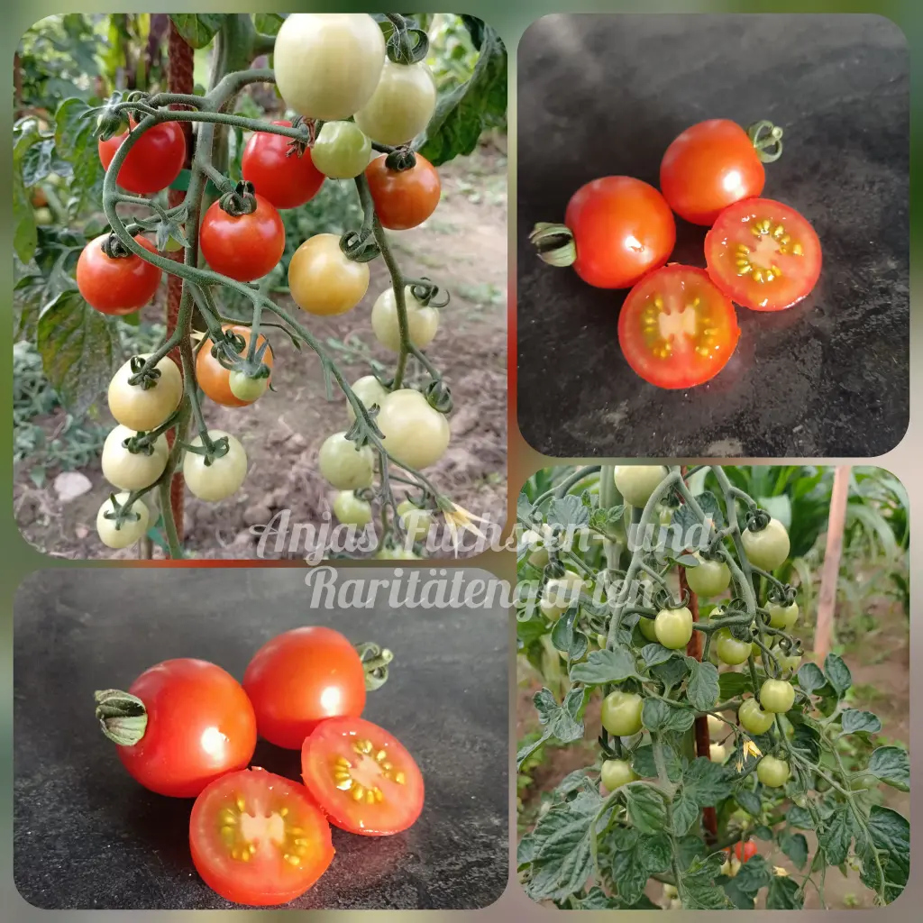 Tomate 'Mexikanische Honigtomate'