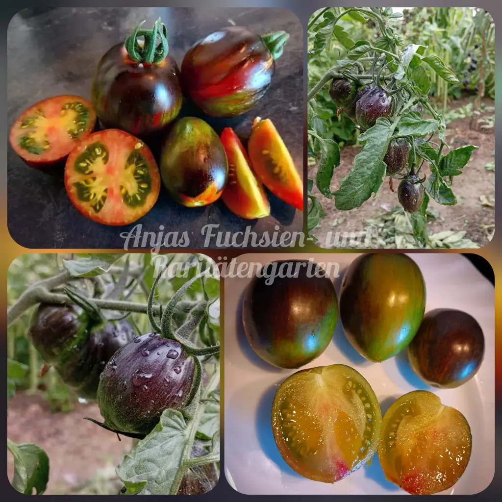 Tomate 'Atomic Fusion'