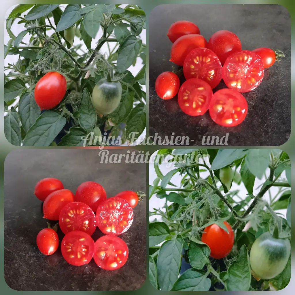 Tomate 'Hardin's Miniature'