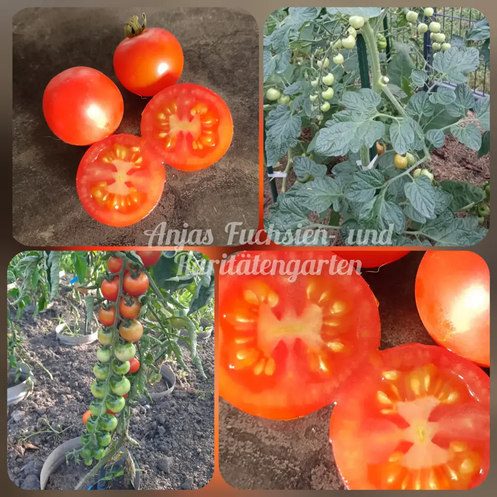 Tomate 'Omas Cocktail'