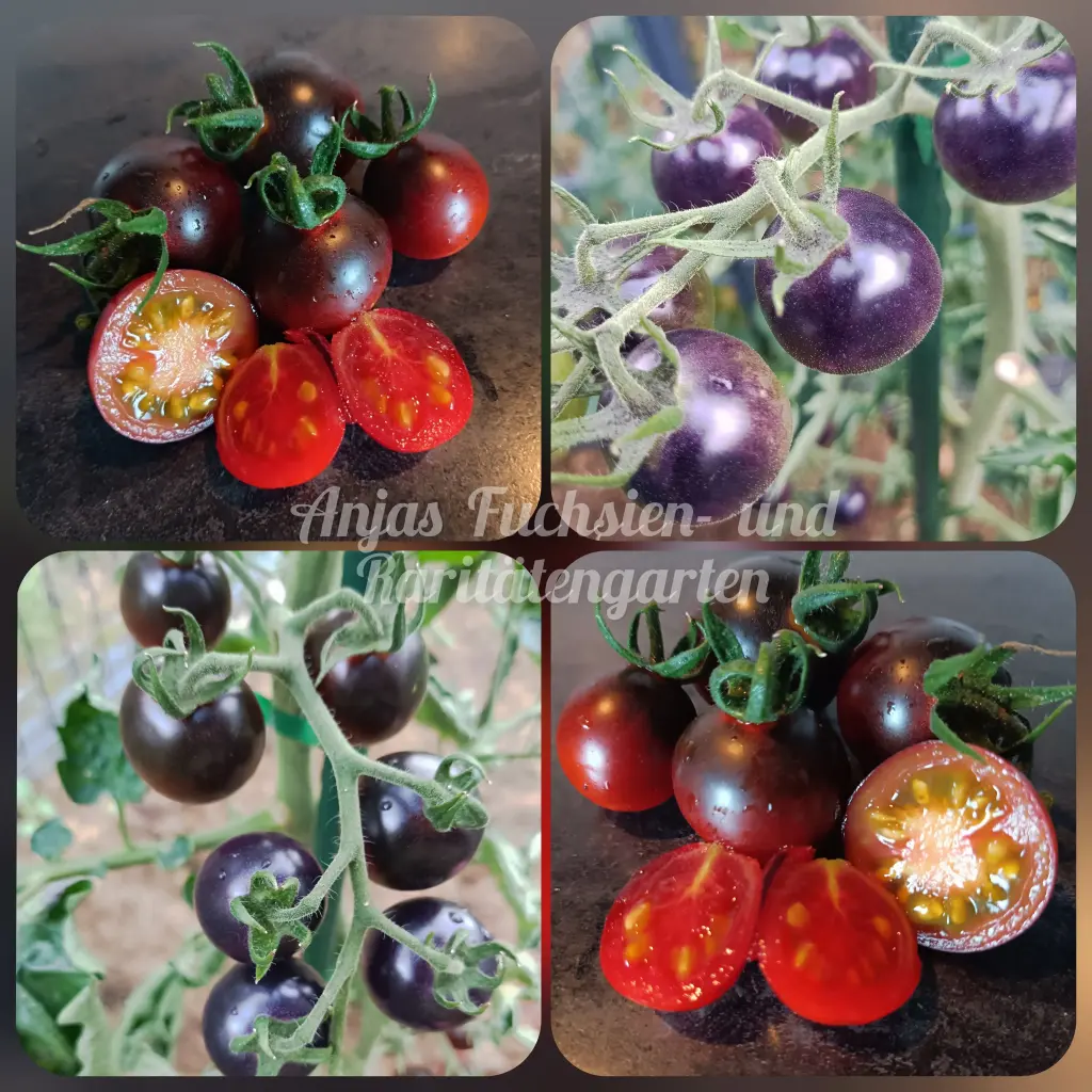 Tomate 'Dancing with Smurfs'