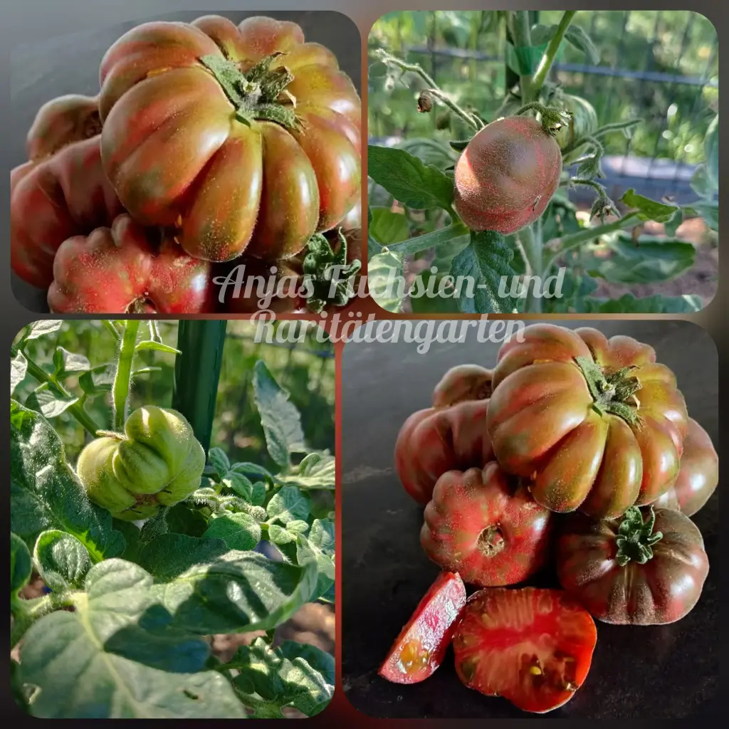 Tomate 'Loaghtan Woolies'