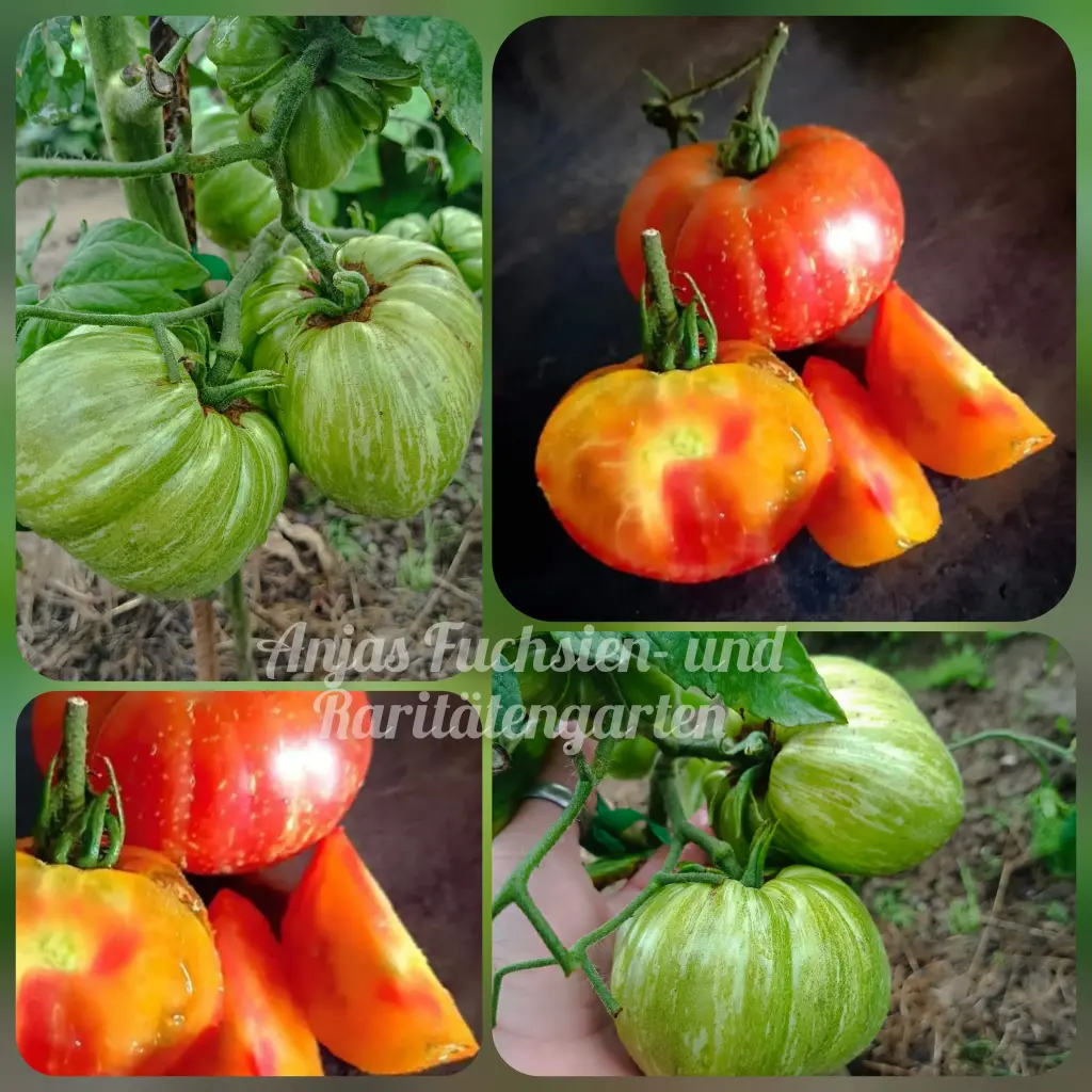 Tomate 'Anjas Feuerwerk'