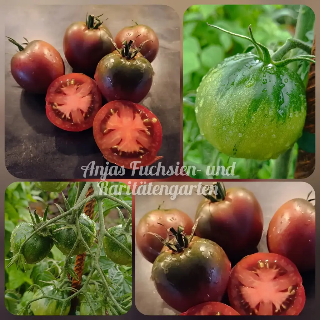 Tomate 'Zigan'