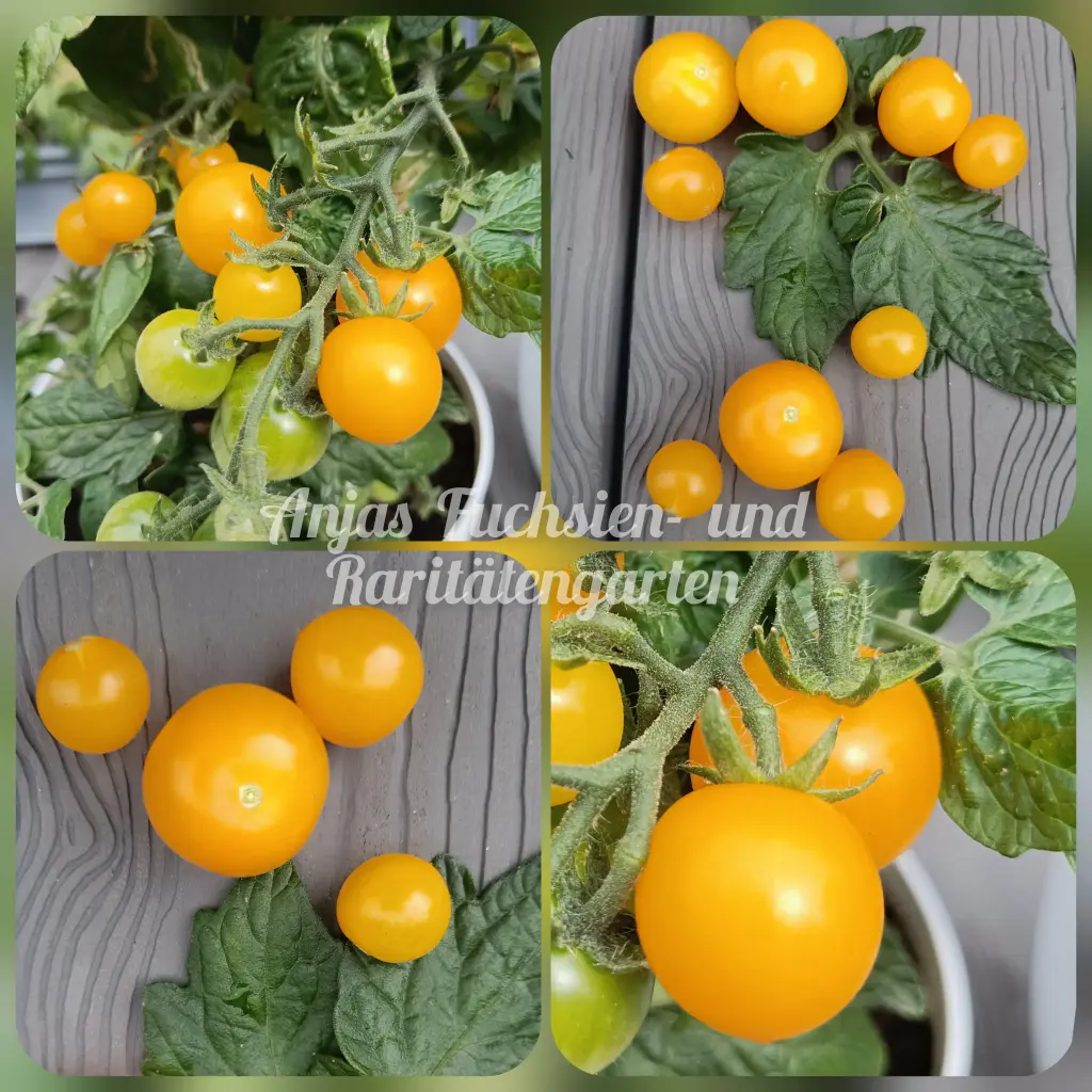 Tomate 'Micro Gemma'