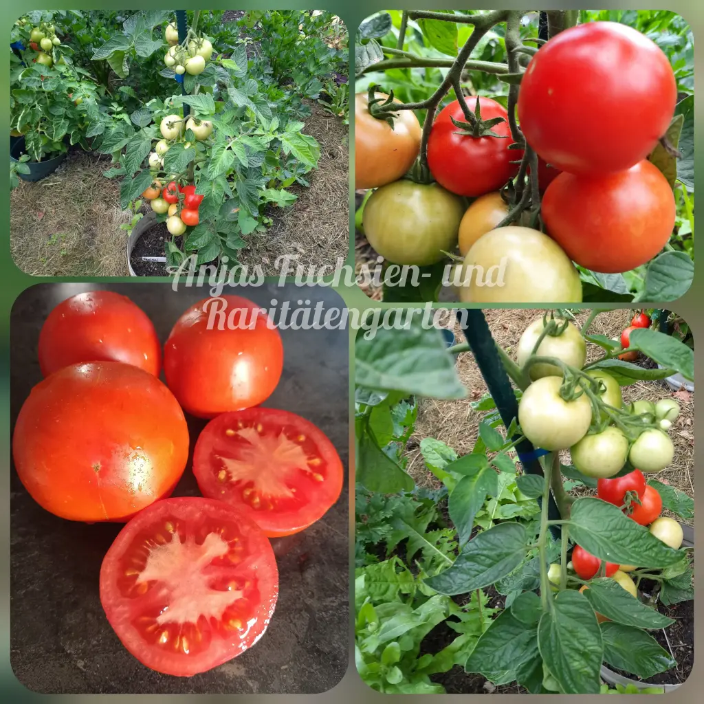 Tomate 'Tamina'