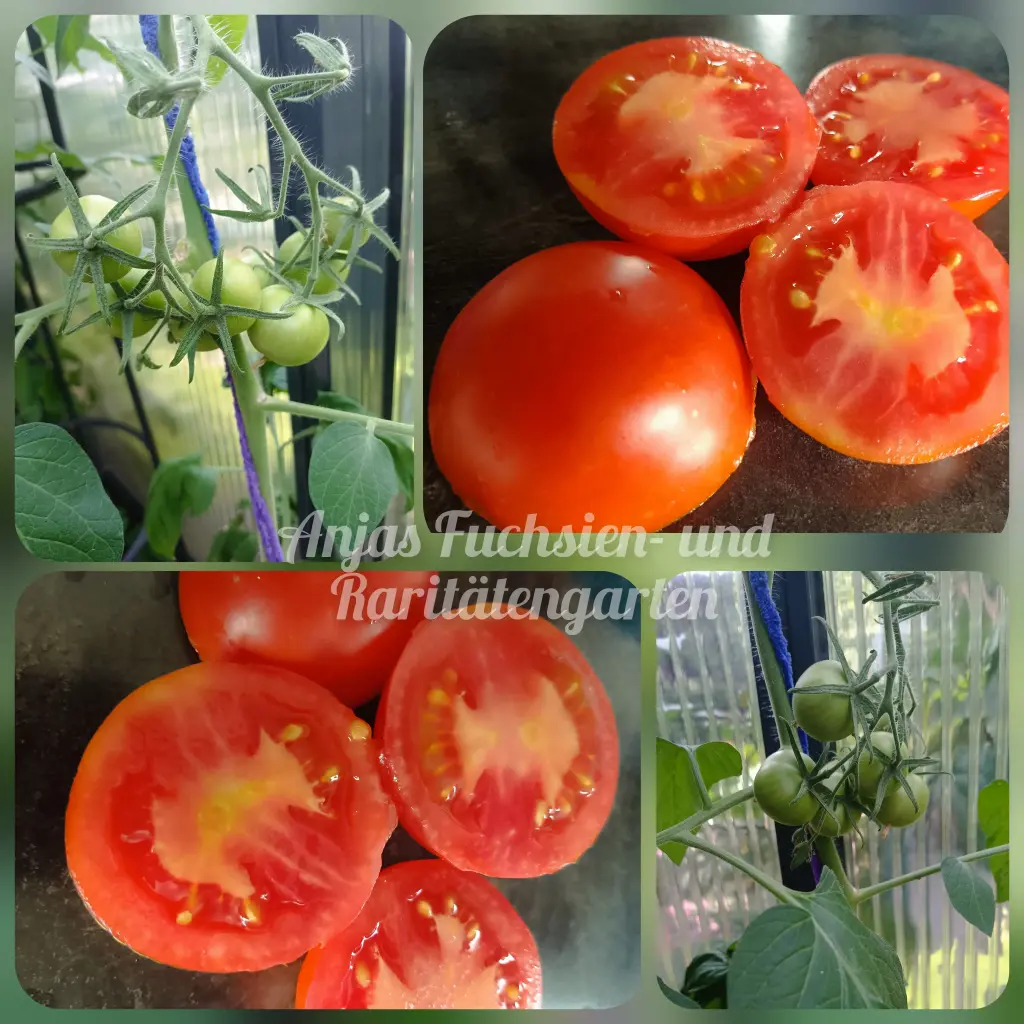 Tomate 'Quedlinburger Frühe Liebe'