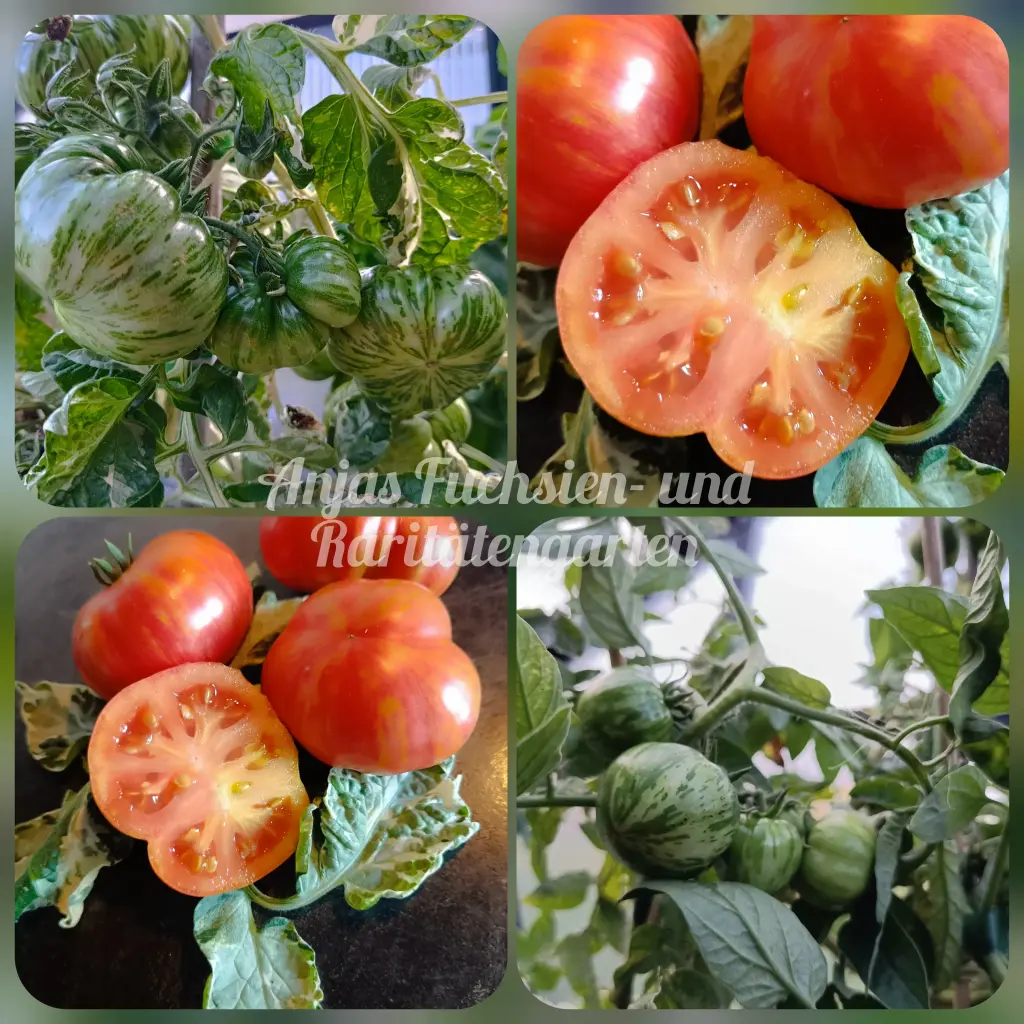 Tomate 'Dean's Brad Gates'