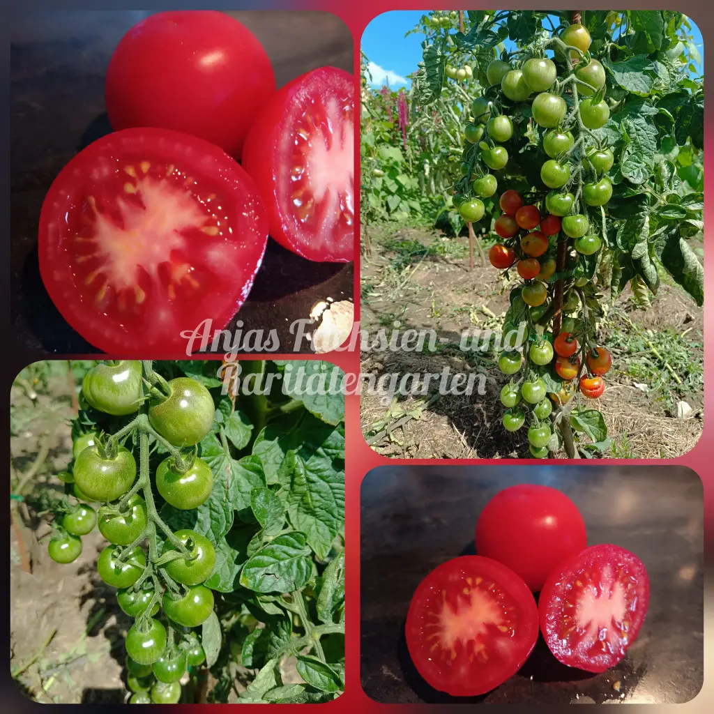 Tomate 'Ernteglück'