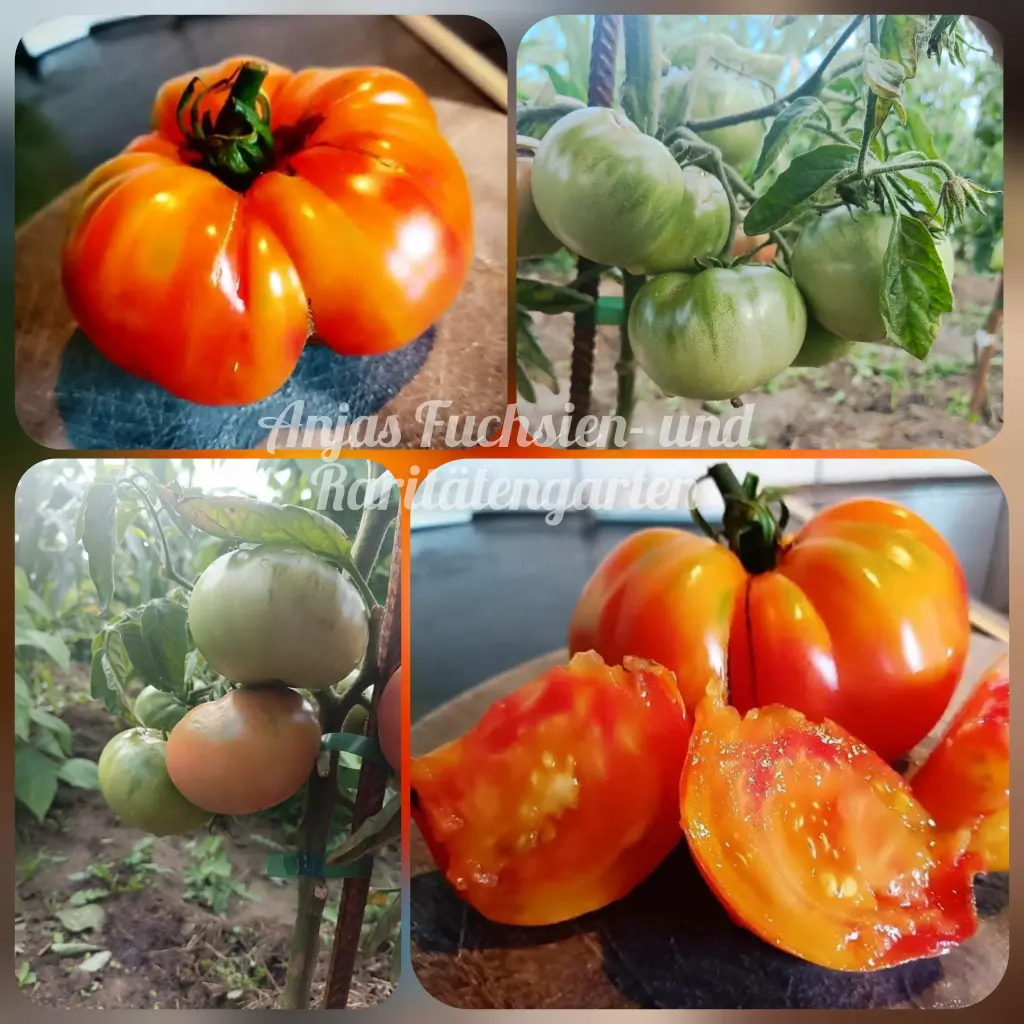 Tomate 'Ananastomate'