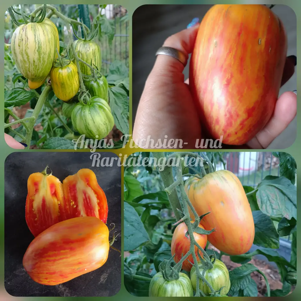 Tomate 'Yellow Fire'