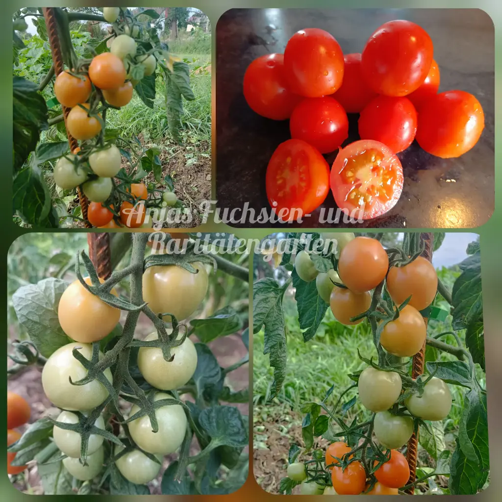 Tomate 'Anjas orange Kuller'