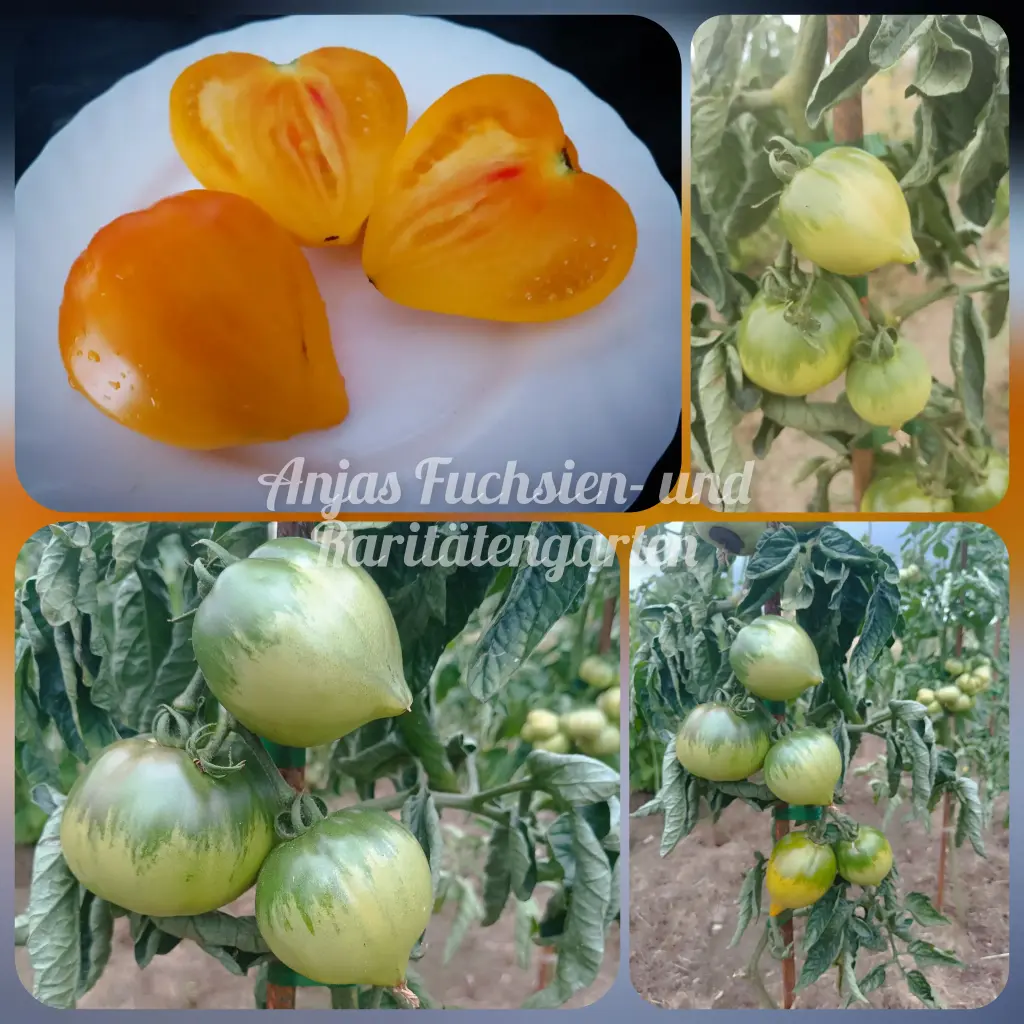 Tomate 'Sibirisches gelbes Herz'