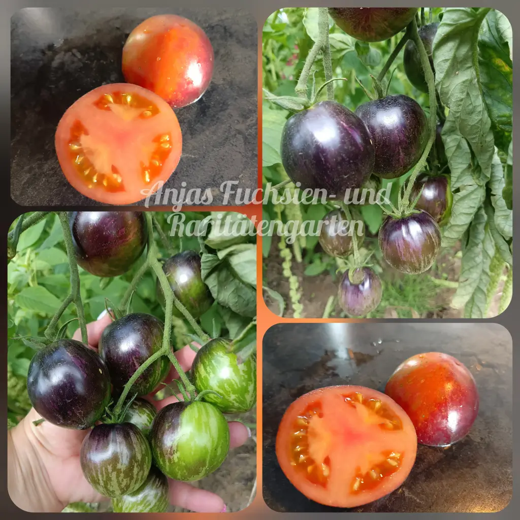 Tomate 'Damascus Steel'