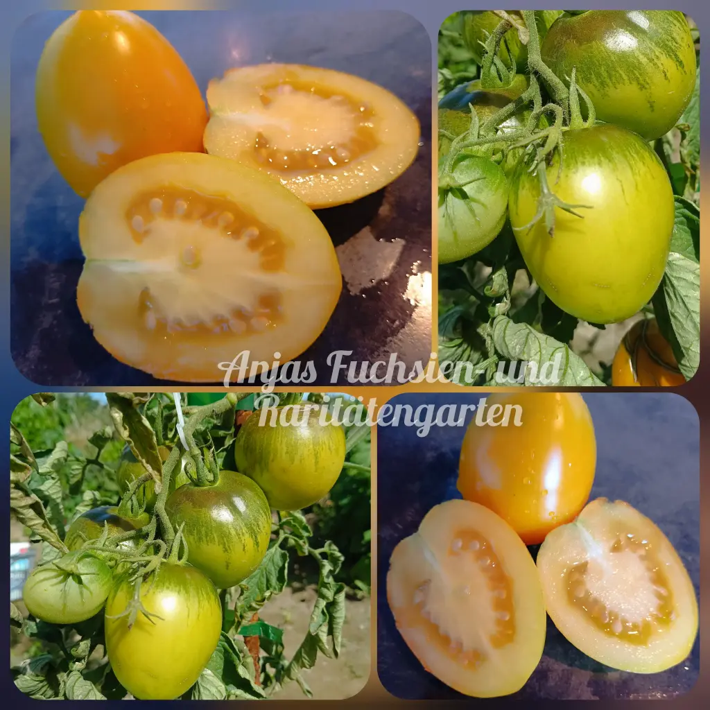 Tomate 'Omas gelbes Ei'