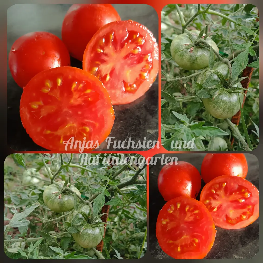 Tomate 'Silbertanne'