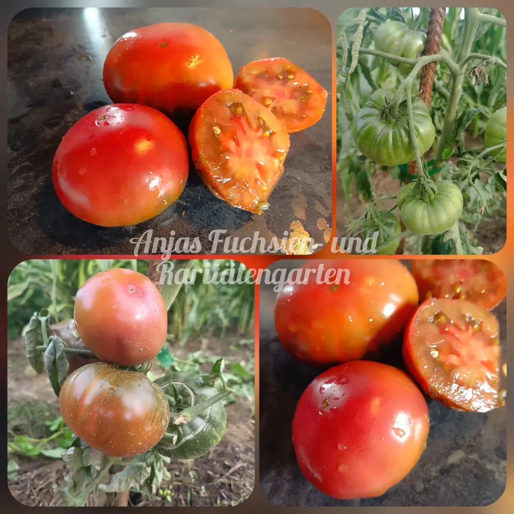 Tomate 'Purple Pepper'