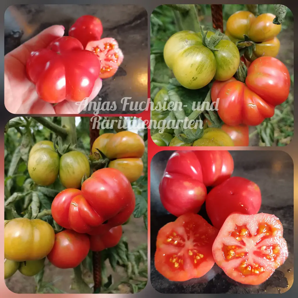 Tomate 'Knoblauchtomate'