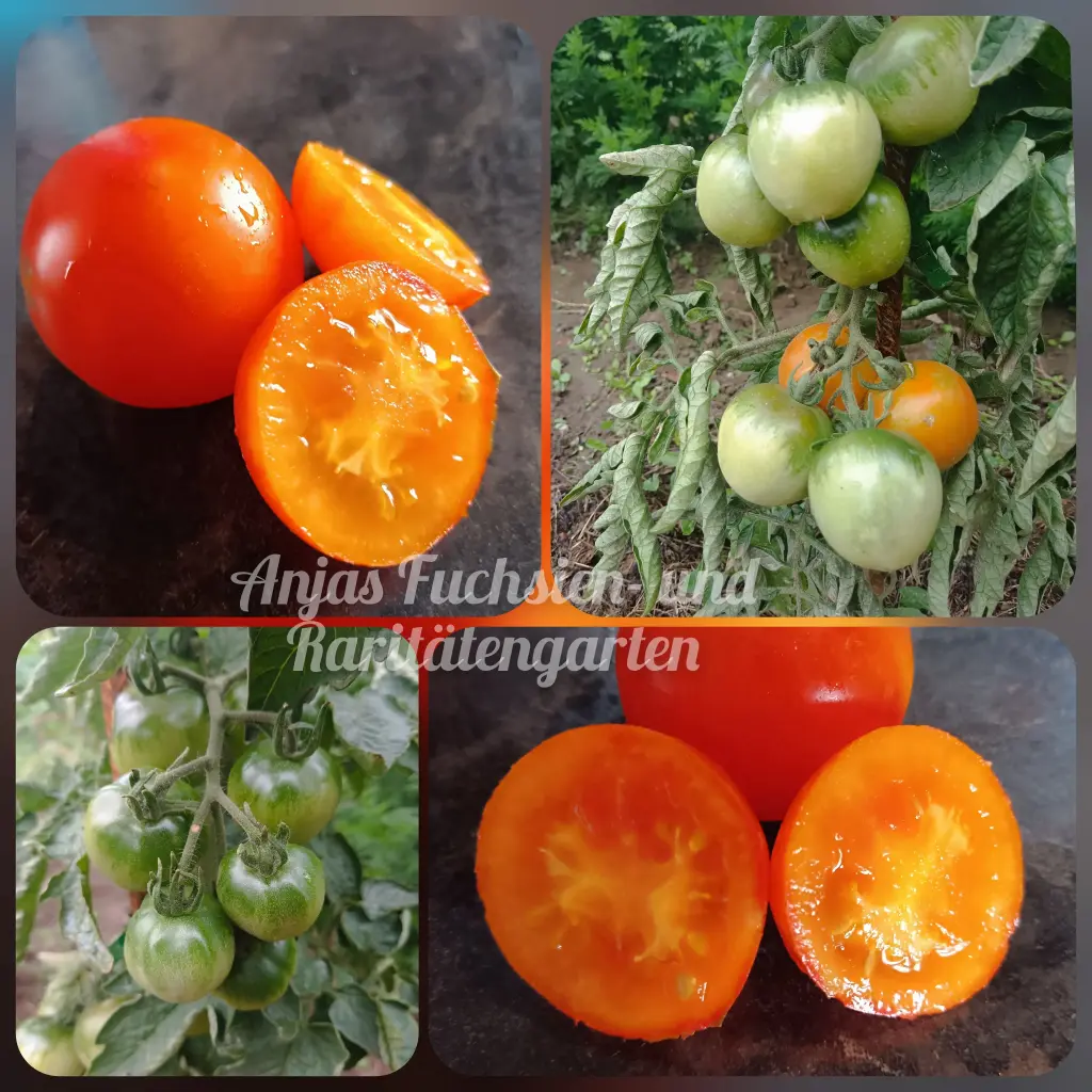 Tomate 'Pineapple Fog'