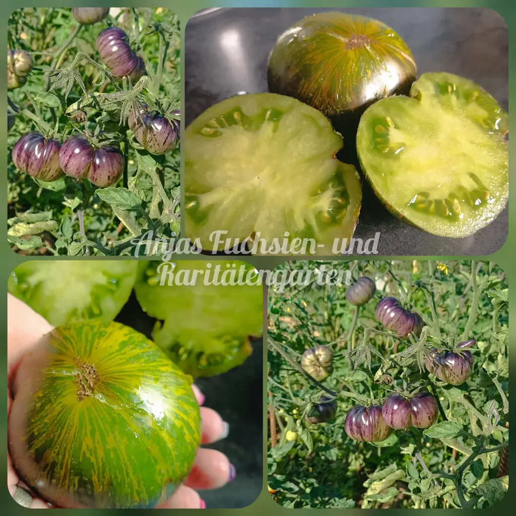 Tomate 'Xanadu Green Goddess'